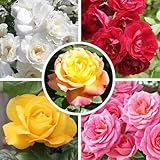 YouGarden - Garden Glamour 'Repeat-Flowering' Rose Bush Collection x 5 Bare Root Plants