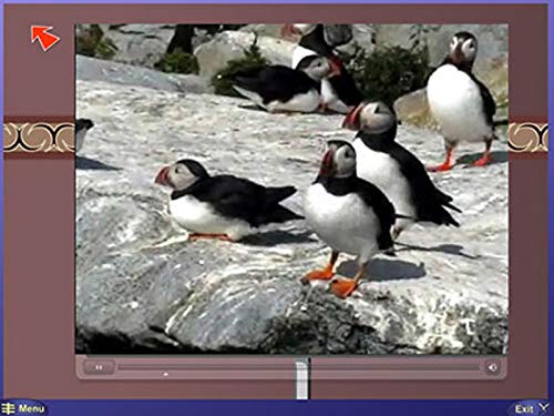 Superstart Puffin Pursuit #TOP3