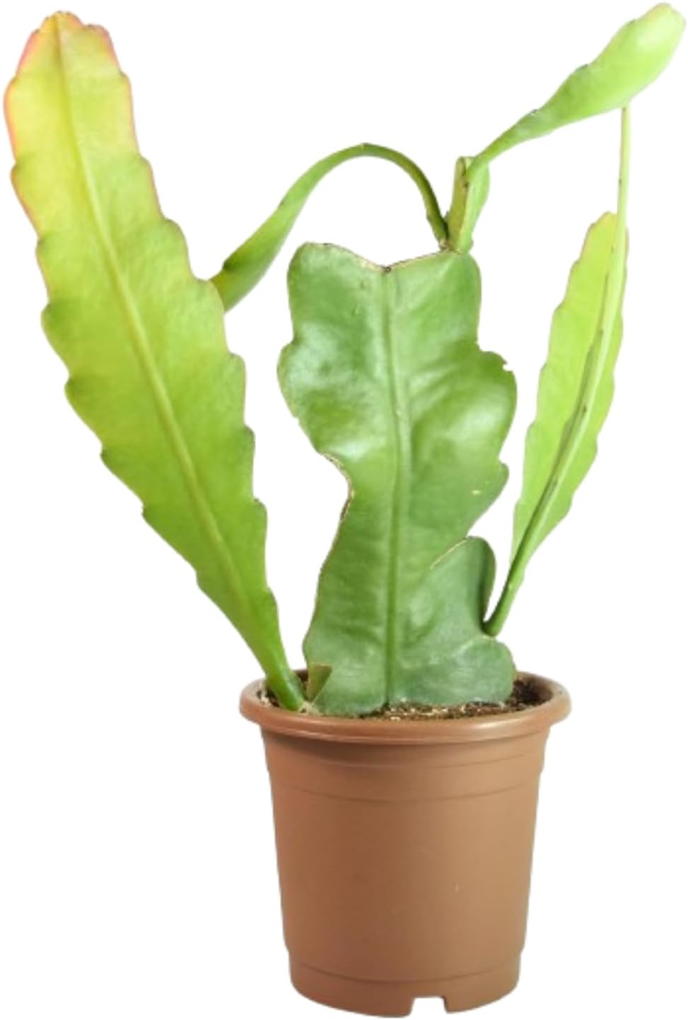 VH Veryhom Brahma Kamal Live Plant, Queen Of Nights | Saussurea Obvallata Live Plant | Unraveling The Mysteries Of The Queen Of Himalayan Flowers | Ideal For Indoor & Outdoor