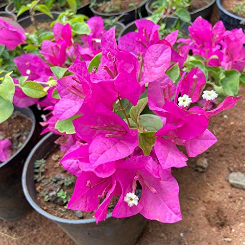 Indian gardens Bougainvillea Dwarf Hybrid Live Plant Light Pink (B088WT7JYT) Amazon Price History, Amazon Price Tracker