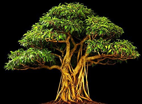 RWS 100 semillas adecuada fig álamo, Ficus religiosa, árbol de Buda, el árbol Bodhi, bonsai