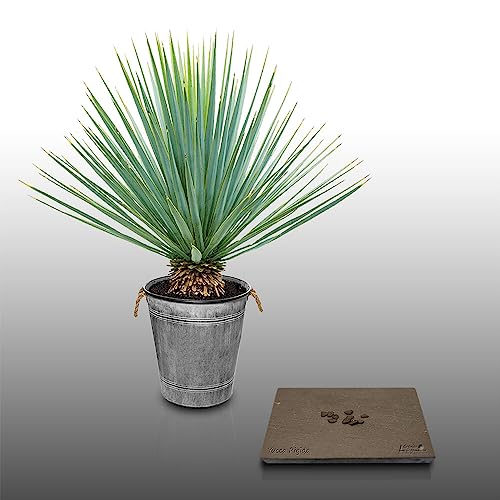 10 graines à semer - Le Grenier d'Abondance - YUCCA - YUCCA Rigida