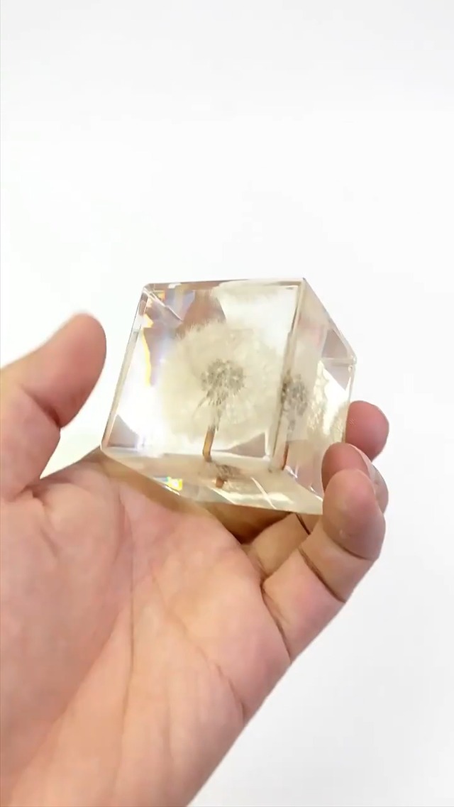 Image of Taxidermy Dandelion, Real Plant Flower Specimen in Cube Resin Preserved, Clear Acrylic Sealed for Closer-Look & Study, Science Educational Classroom Specimens, Unique Amazing Gift (M and L)
