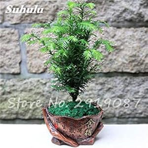 Semi 50 stuks frutta tropische vingers limmen agrumi semi per i semi da giardino balkon piante zeldzame bonsai Albero da frutto gusto fruttato speciale 5