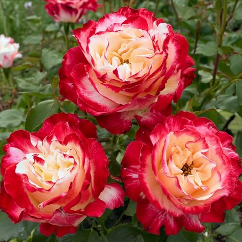 Rot und Weiß Rosen pflanzen (1 Duftende Pflanze), große winterhart mehrjährig Stauden, Pflanzen aus Holland für Garten und Topf (kein Samen, blumenzwiebeln und nicht künstlich)