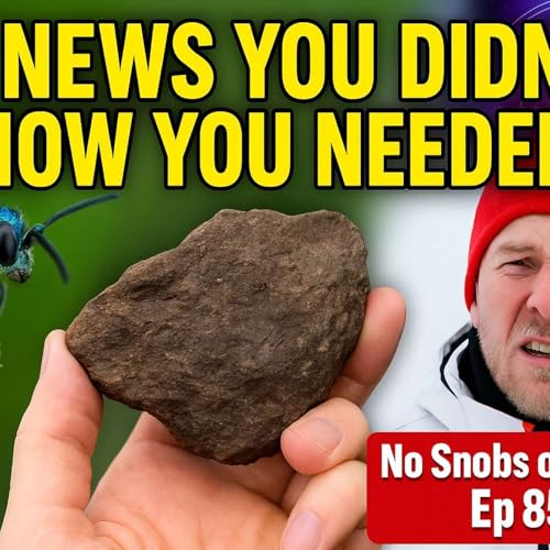 Page de couverture de The News You Didn’t Know You Needed: Mars Rocks, Radioactive Wasps & Sex Horoscopes | No Snobs or Knobs Ep 854