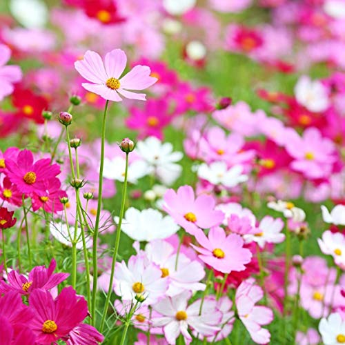 Are cosmos safe for dogs