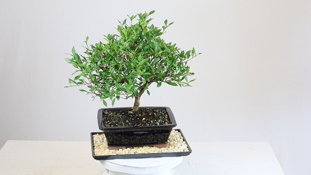 Amazon.com: Brussel's Bonsai - Live Gardenia Bonsai Tree with Ceramic Bonsai  Pot and Humidity Tray, Outdoor Bonsai Plant, 6 Years Old, 10-14 Inches  Tall, Easy Care Flowering Plant (Large) : Grocery & Gourmet Food