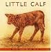 Little Calf