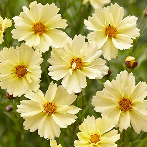 Coreopsis UpTick Cream - Tickseed | Outdoor Potted Perennial Plants Garden Ready (10-20cm Incl. Pot)