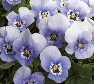 Viola Penny Marina 250 Seeds