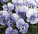 Viola Penny Marina 250 Seeds