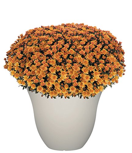 image for Classic Home and Garden Honeysuckle Planter, Patio Pot, 13