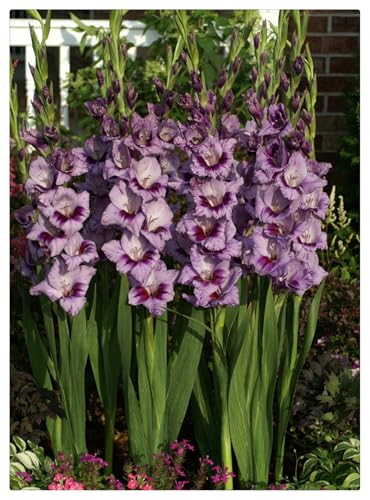 Natural Organic,Easy to Plant,Wedding Flowers,Excellent Display, Flowering Rhizome,Gladiolus Bulbs-15 Bulbs-C