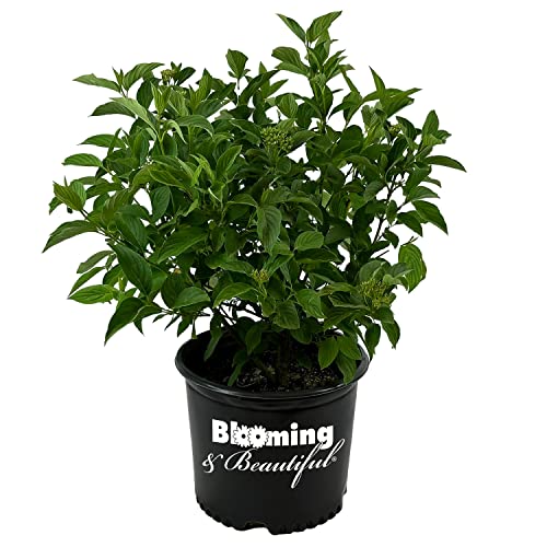 Blooming & Beautiful - Yellow Twig Dogwood - 3 gal