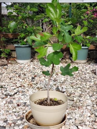 イチジク 鉢植え」の人気商品一覧 | 安い商品を通販サイトから探す