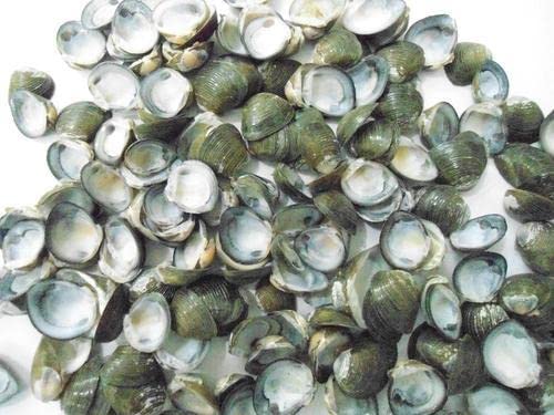 Poultry Feed Calm Shell Natural Calcium Supplement (1.00, Whole Calm) (B0B9L6ZPZS) Amazon Price History, Amazon Price Tracker