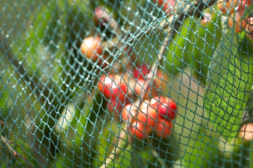 Meister Vogelschutznetz 8 x 8 m - grün - 12 x 12 mm Maschenweite - Robustes Gewebe - Witterungs- & UV-beständig - Zuverlässiger Schutz vor Vogelfraß / Engmaschiges Obstbaumnetz / Teichnetz / 9960410