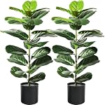 Suntee 2 Figuier à feuilles de violon artificiel, 30" Ficus Lyrata Faux plantes avec pots, plantes artificielles Faux Plantes Intérieures pour Décor Maison Salon, Coin, Bureau, Table, Windowsill Decor (75cm)
