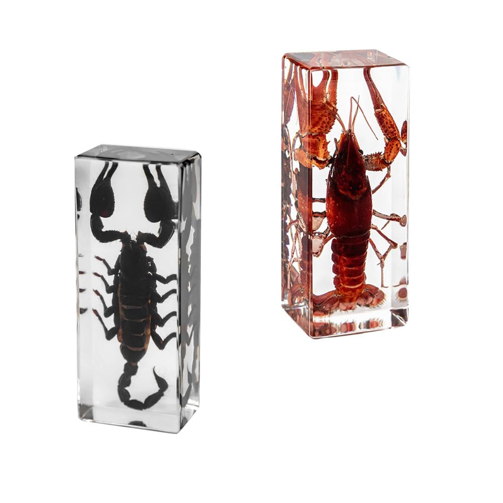 – 2Pcs Large Real Animal Specimens (4.3x1.69x1.1 inches) - Taxidermy Scorpion and Lobster Preserved in Resin for Science Education, Desk Decor and Oddity Gifts Collection