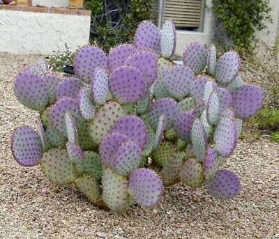 Cactus Santa Rita Purple Prickly Pear Opuntias (2 cuttings)