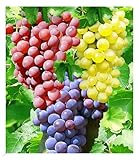 Wein durch Stecklinge und Absenker vermehren