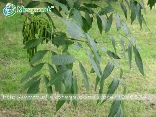 Bonsai Samen 10pcs Esche, Gemeine - Fraxinus excelsior Samen Bonsai-Baum  Grove - DIY Gartenarbeit! Sehr einfach zu wachsen! : Amazon.de: Garten
