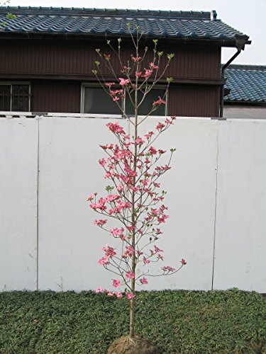 Amazon | ハナミズキ ピンク花 樹高1.8m前後(根鉢含まず) ぴんく