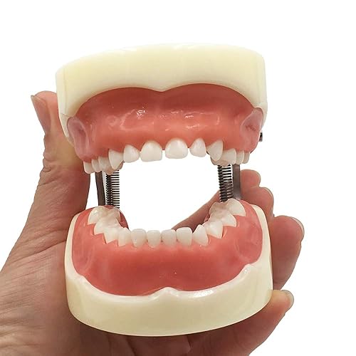 Miniatura 6 de Typodont - Modelo de dientes para niños, con 24 dientes extraíbles, compatible con Kilgore Nissin para enseñanza, estudio