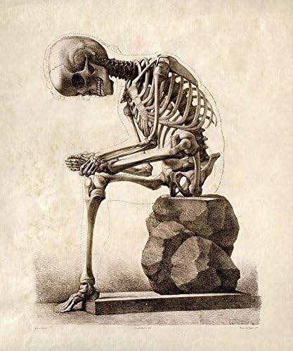 16" x 20" Vintage Anatomy Human Sitting Skeleton Illustration Reproduction Print Poster