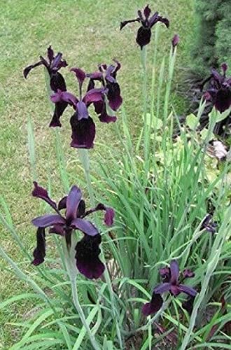 5 Sẹẹds Ịrịs Chrysogrạphẹs Or Blạck Gold Sẹẹds for Plạntịng