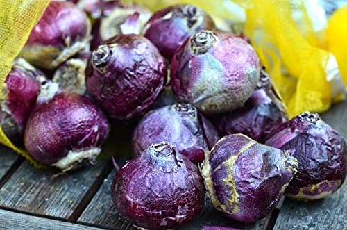 Blue Jacket Hyacinth Bulbs - 8 Bulbs by Willard & May - Image 3