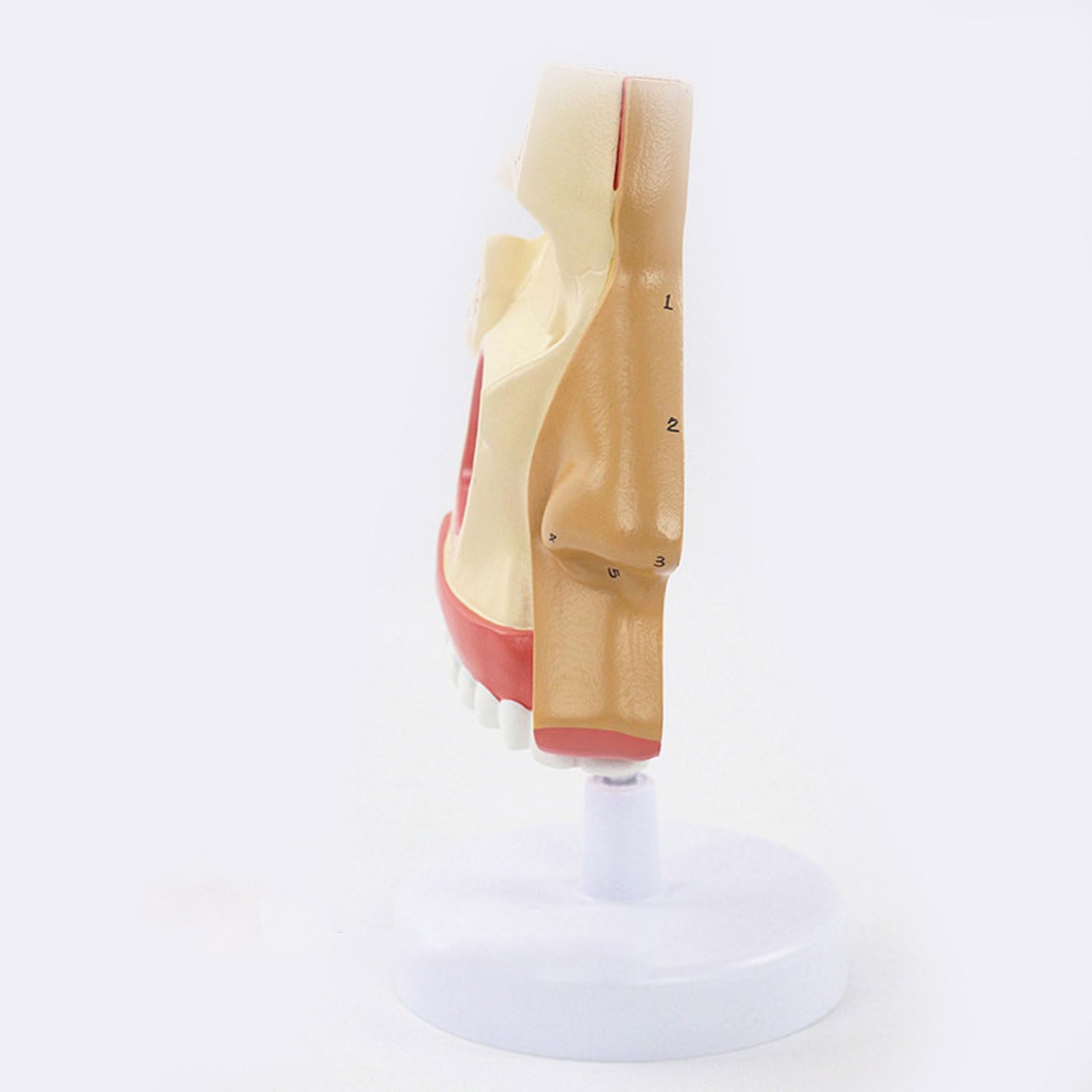 Tamaño Natural De La Nariz Humana Anatomía Modelo Sentido Órgano Cavidad Nasal Modelo Anatómico Ciencias Médicas Equipo Educativo Enseñanza