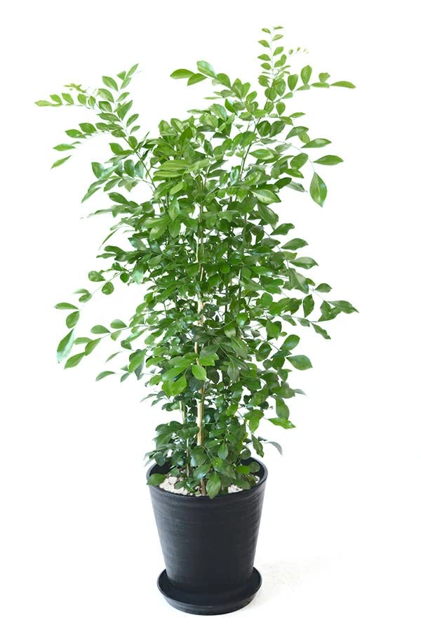 Amazon｜【セラアート鉢】選べる観葉植物 8号鉢 (ゲッキツ, ブラック