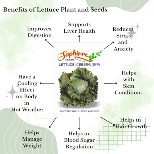 Image of Saphirre Seeds Easy to Grow 5 Lettuce Seeds Combo| Seeds for Home Garden| Lettuce Grand Rapid, Red (Lollo Rosso), Butter Head, Iceberg, Romaine| 1000+ Seeds| Best Gift for Gardeners (Seeds Combo Pack)