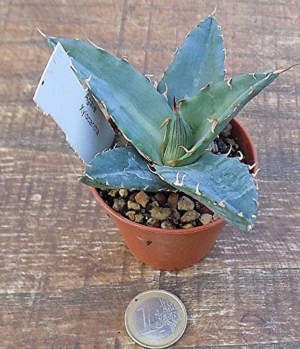 Agave Xylonacantha Cm. 7/8 - No Resistenza iegato -12 °