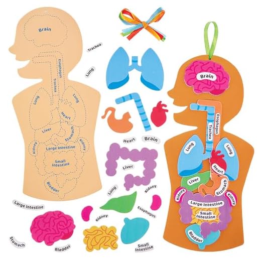 Baker Ross FN109 Kit Cuerpo Humano - Pack de 4, STEM, Ciencia, Salud y Recursos educativos para niños y colegios