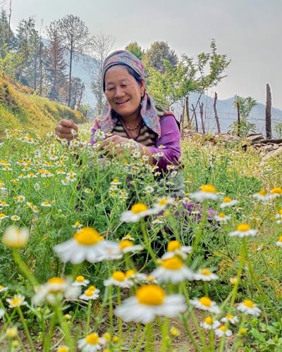 Image of Himalayan Haat Full Bloom Chamomile Flowers - Caffeine-Free Chamomile Tea | Reduces Anxiety, Promotes Sleep & Immunity | Soothes Muscle Pain & Menstrual Cramps | 30g