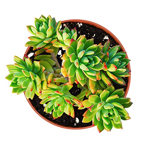 4-inch Succulent Sedeveria Markus, Live Succulents Plants Fully Rooted in