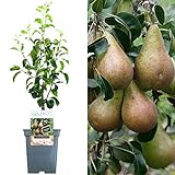 Patio Fruitboom Collectie | Gevarieerd Fruit | Ideaal voor kleine tuinen | 2-3 voet
