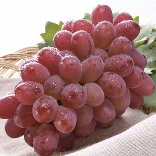 TOBIFRU RY ijԂǂ 1[ Ε ~Mtg ʕ Mtg j  䌩 j a wj Əj Џj 䋟 v[g  N  t[cMtg ̂Ή