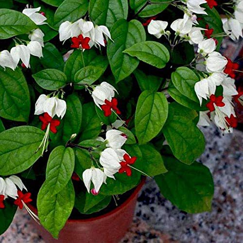 Aiden Gardens Rare Glory Bower Clerodendrum thomsoniae Bleading Heart Vine 1 Helathy Live plant for Home Garden (B095X5FJ6K) Amazon Price History, Amazon Price Tracker