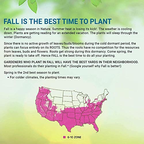 Pixies Gardens Contender Peach Tree Dwarf Cold Hardy-For Temperatures Below 0, Fruit Are Medium In Size (5 Gallon, Potted) #TOP3