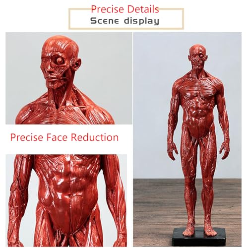 Cabeza anatómica y modelo de cráneo de 11,8 pulgadas para estudio de músculos faciales 3