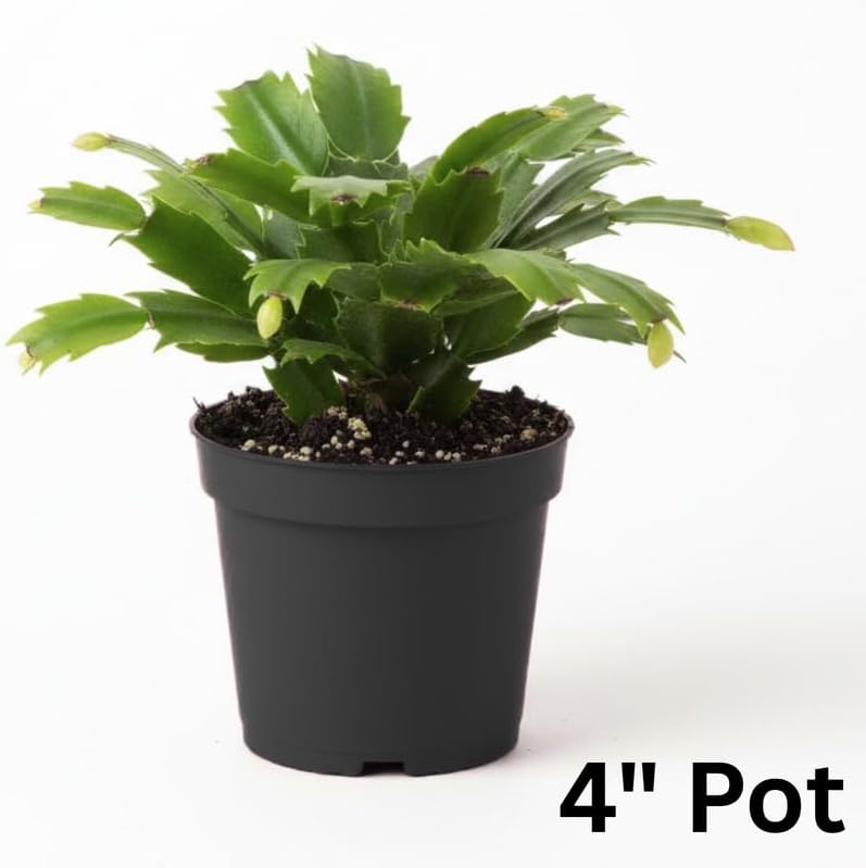 Miniatura 2 de Plantas de cactus de Navidad rojas vivas en maceta de 4 pulgadas, vibrantes flores de cactus de Navidad, plantas de cactus perennes, plantas