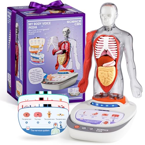 Science Can Modelo de cuerpo humano para niños, modelo interactivo de anatomía humana parlante, kit de montaje anatómico realista de 11 pulgadas, 15 piezas extraíbles y guía, juguetes educativos STEM