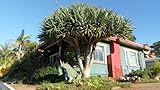 Dragon Tree-Dracaena Draco 10+ Seeds