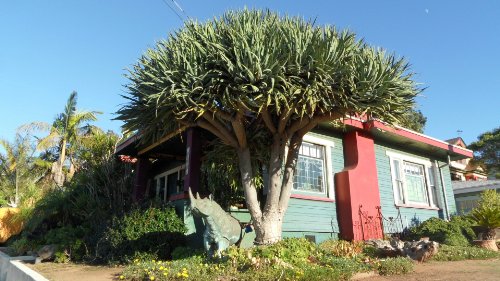 Dragon Tree-Dracaena Draco 10+ Seeds #TOP18
