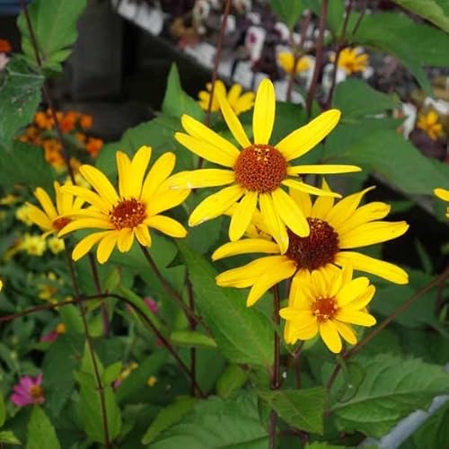 ヒメヒマワリ（ヘリオプシス）：サマーナイト3号ポット 2株セット[夏花壇に映える黄金の花！丈夫な宿根草]のサムネイル