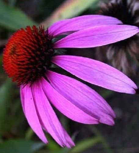 Sellify 40+Seeds/Pack Purple ECHINACEA/CONEFLOWER Flower Seeds/Perennial (B072HMF7PN) Amazon Price History, Amazon Price Tracker